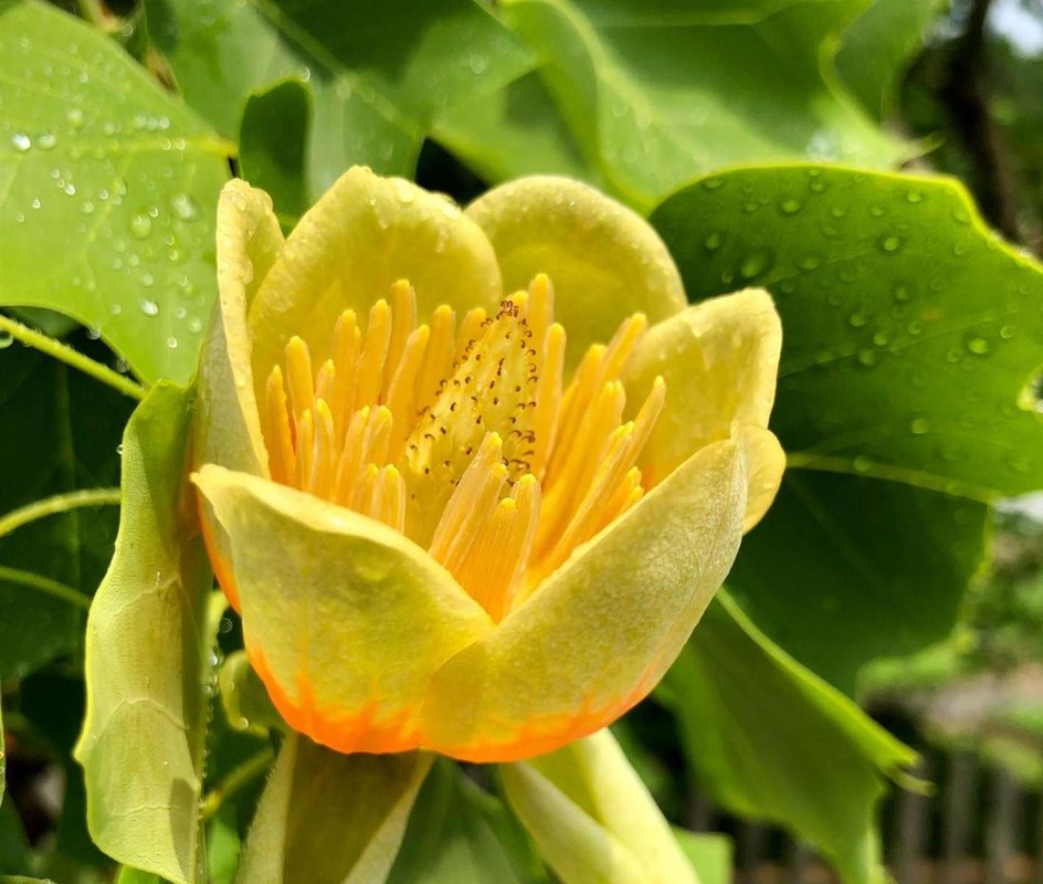 výroba – vyrábanie, výrobný výstup