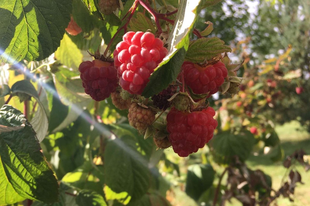 plán mesačného odbytu