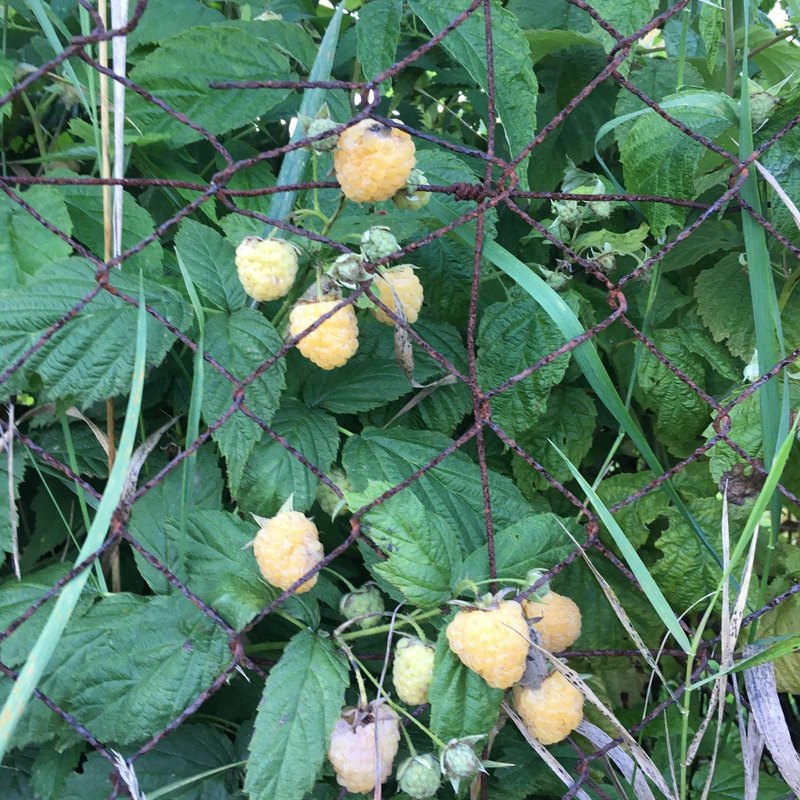 Zahraničné systémy manažmentu výroby