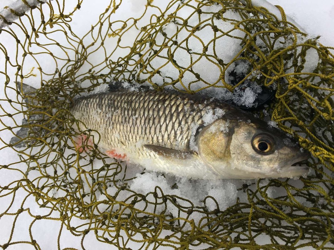 Dividendy, výnosy a riziká akciových investícií