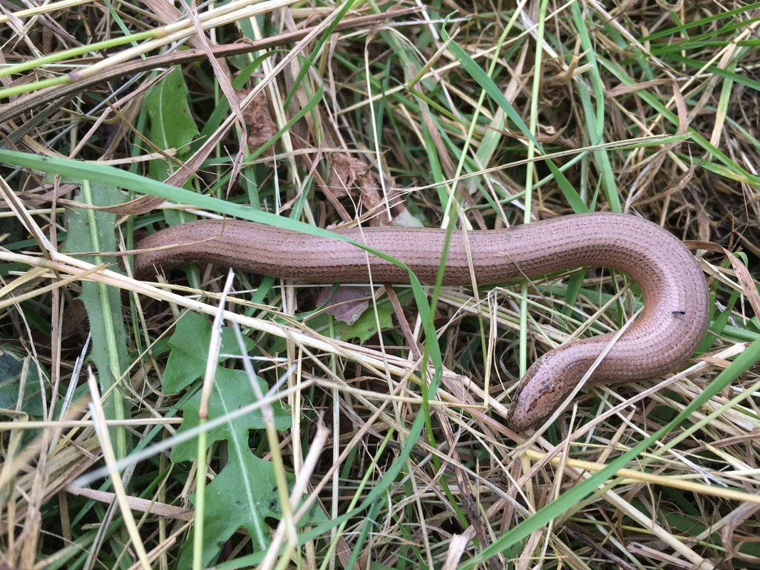 príťažlivosť / attractiveness