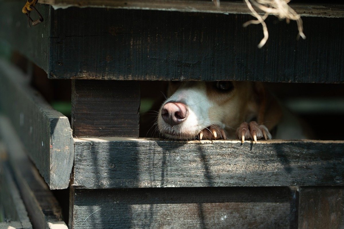 Samospráva vysokej školy