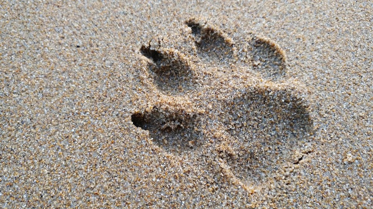 Meranie efektivity influencer kampaní