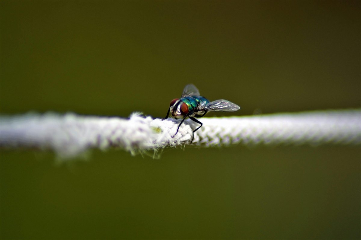 Historické korene a etapy vývoja manažérskej teórie