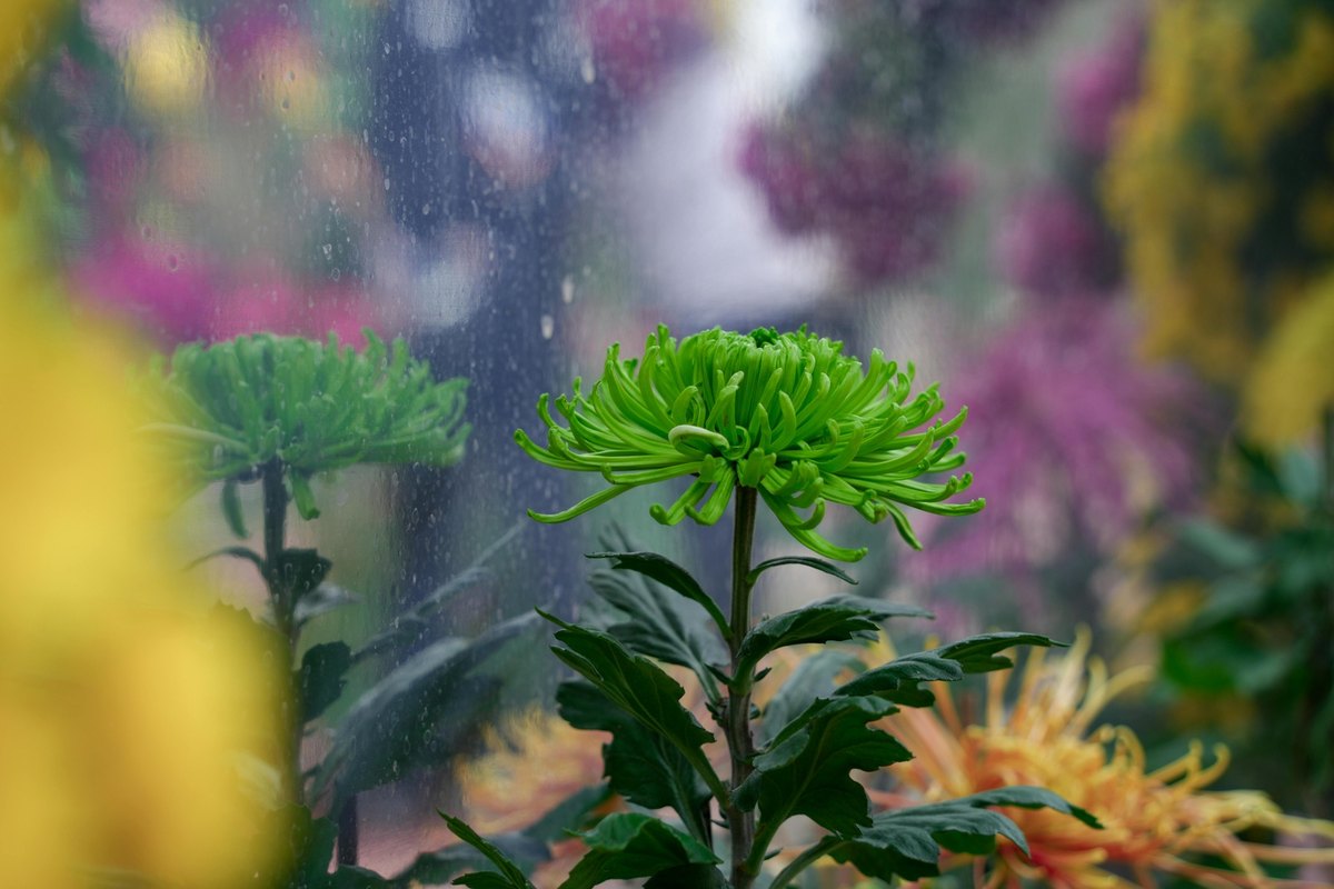 Zábezpeka vs. poistenie nájomcu: alternatívy a prax