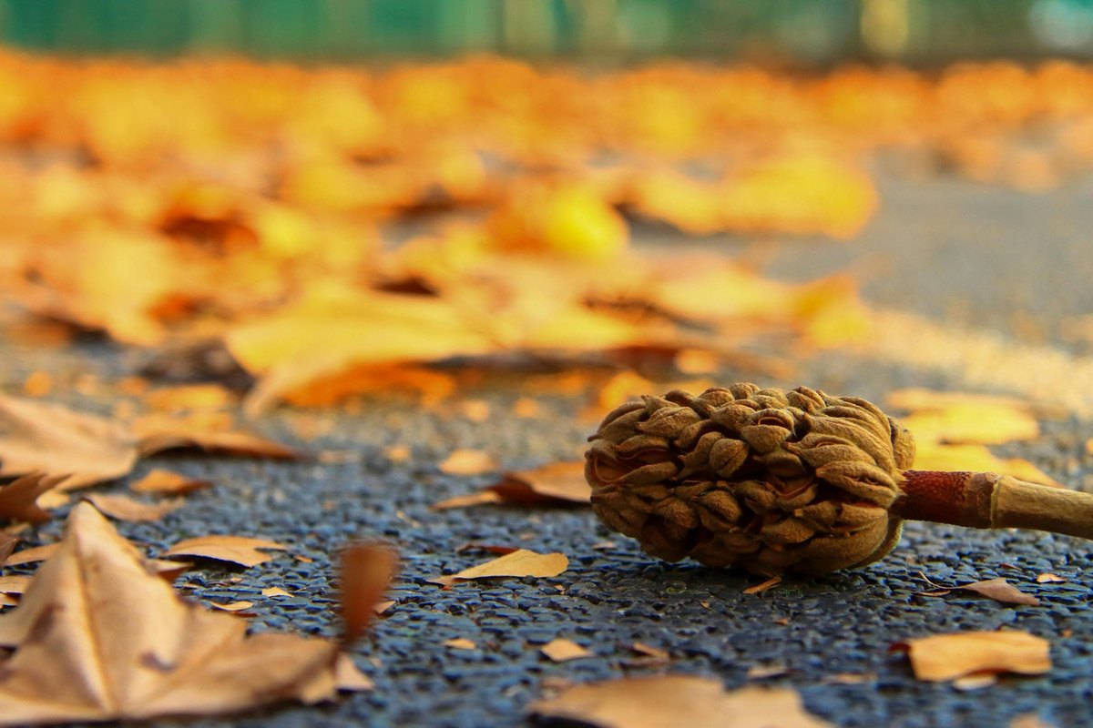 Manipulácia reputácie: Neetické služby na zvyšovanie hodnotení a recenzií (review bombing)