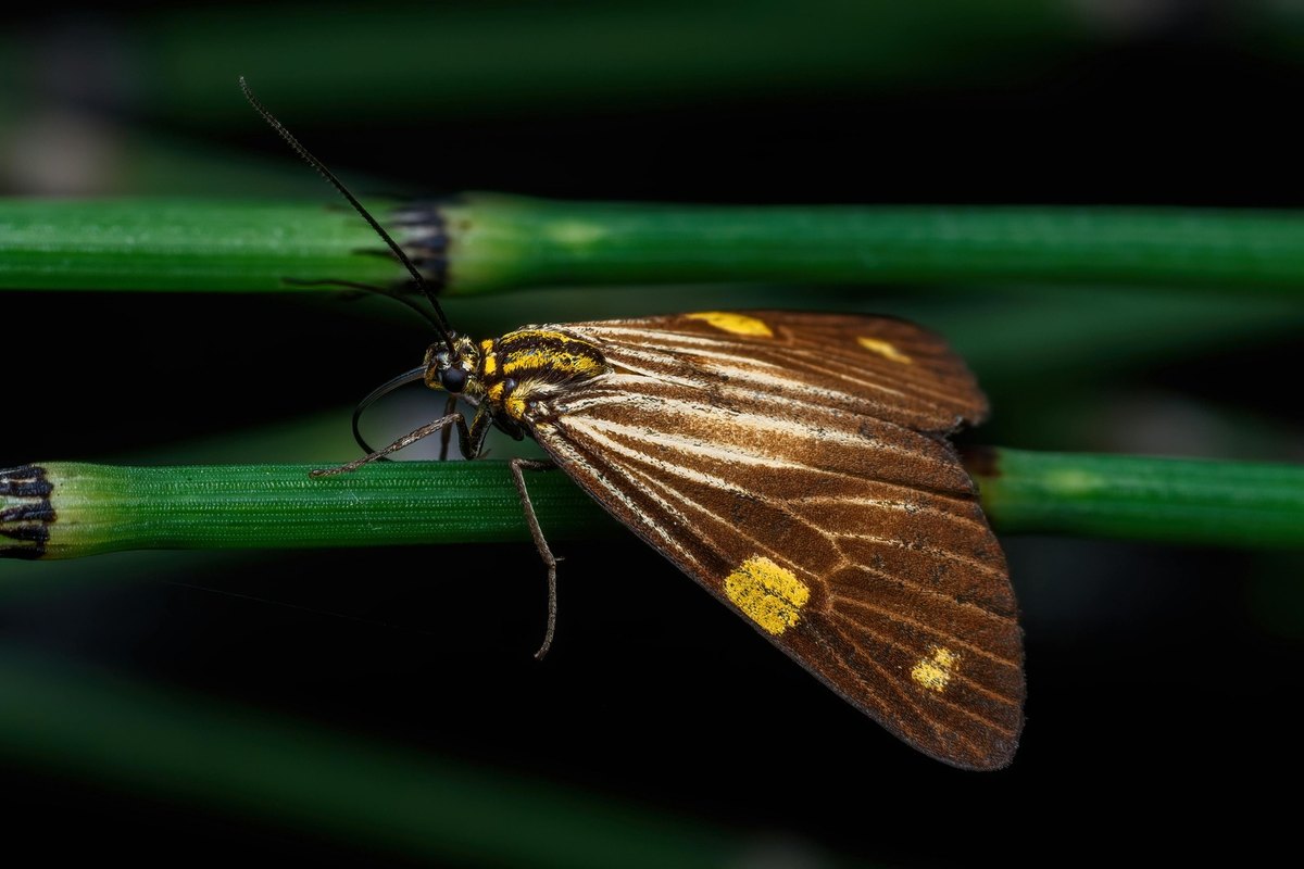 Etické aspekty otvorenej spravodajskej analýzy (OSINT) pre neprofesionálov