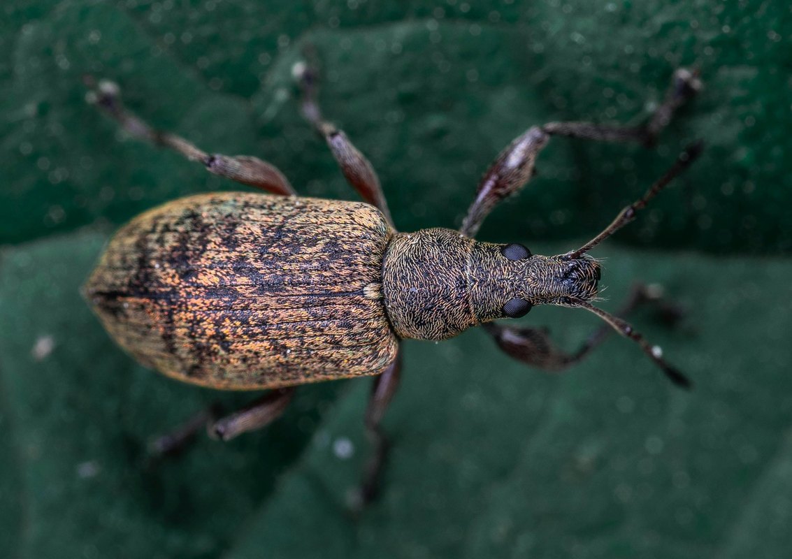 Odmeňovanie za zásluhy vs. senioritu: plusy a mínusy