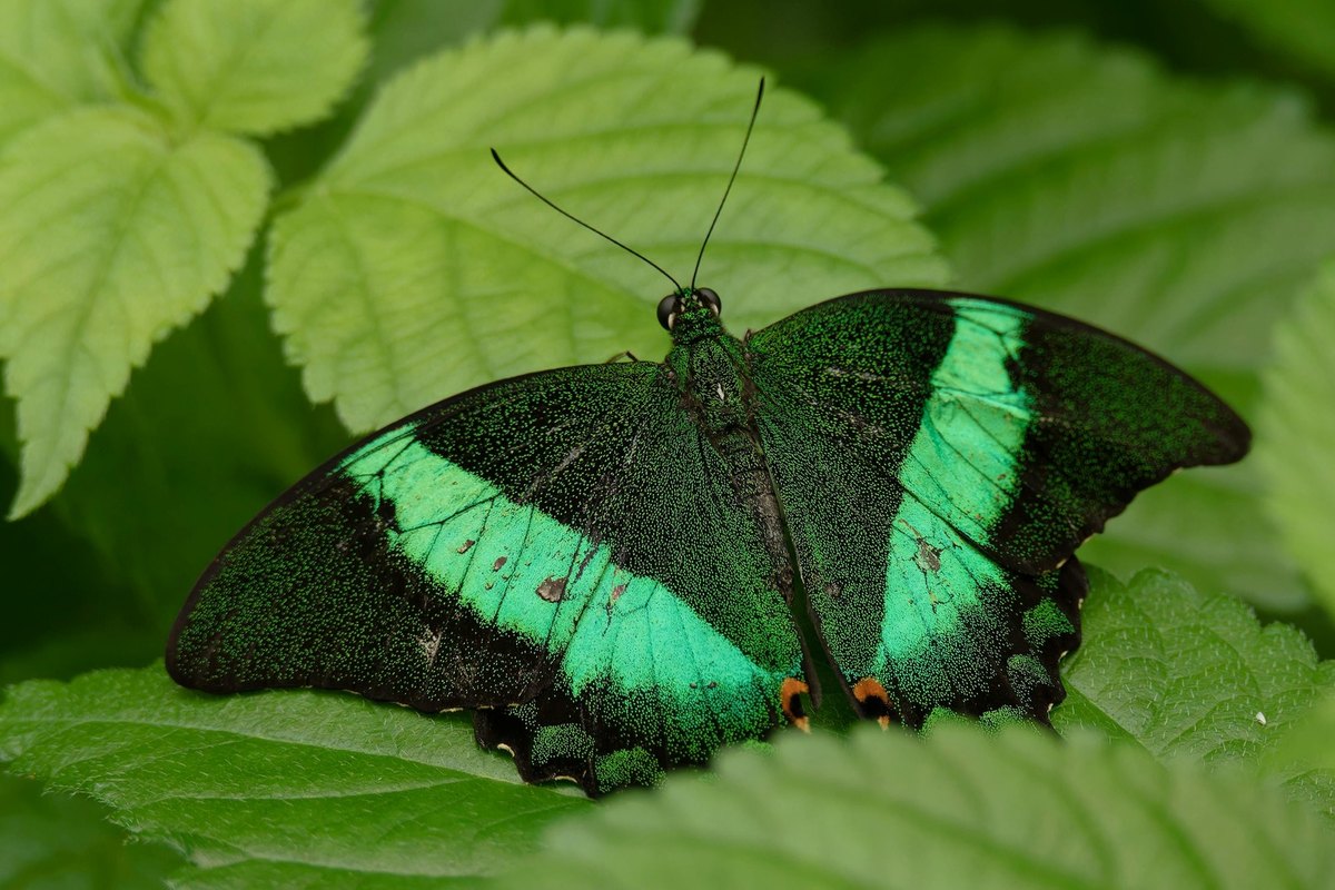 Správna technika a držanie tela pri behu: Biomechanická analýza