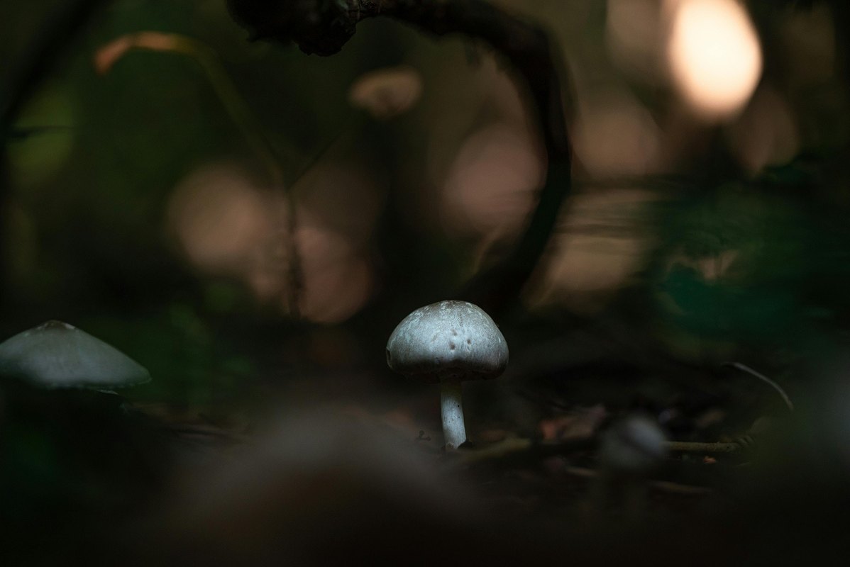 Nootropiká light: Synergia kofeínu a L-teanínu a bezpečné alternatívy