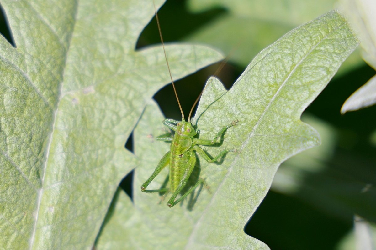 Pracovná zmluva pre cudzinca: Minimálne náležitosti, nástrahy a ochrana práv