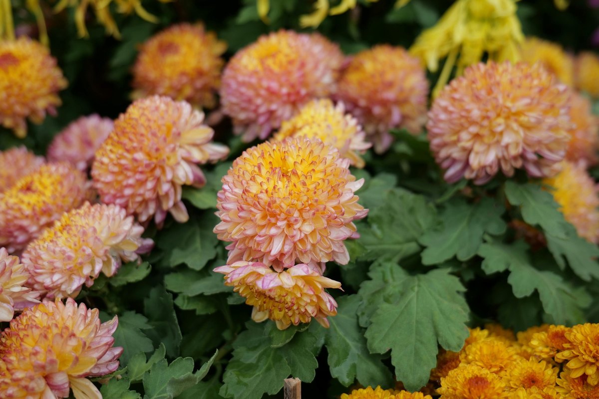 Kolaboratívne platformy pre tímovú prácu