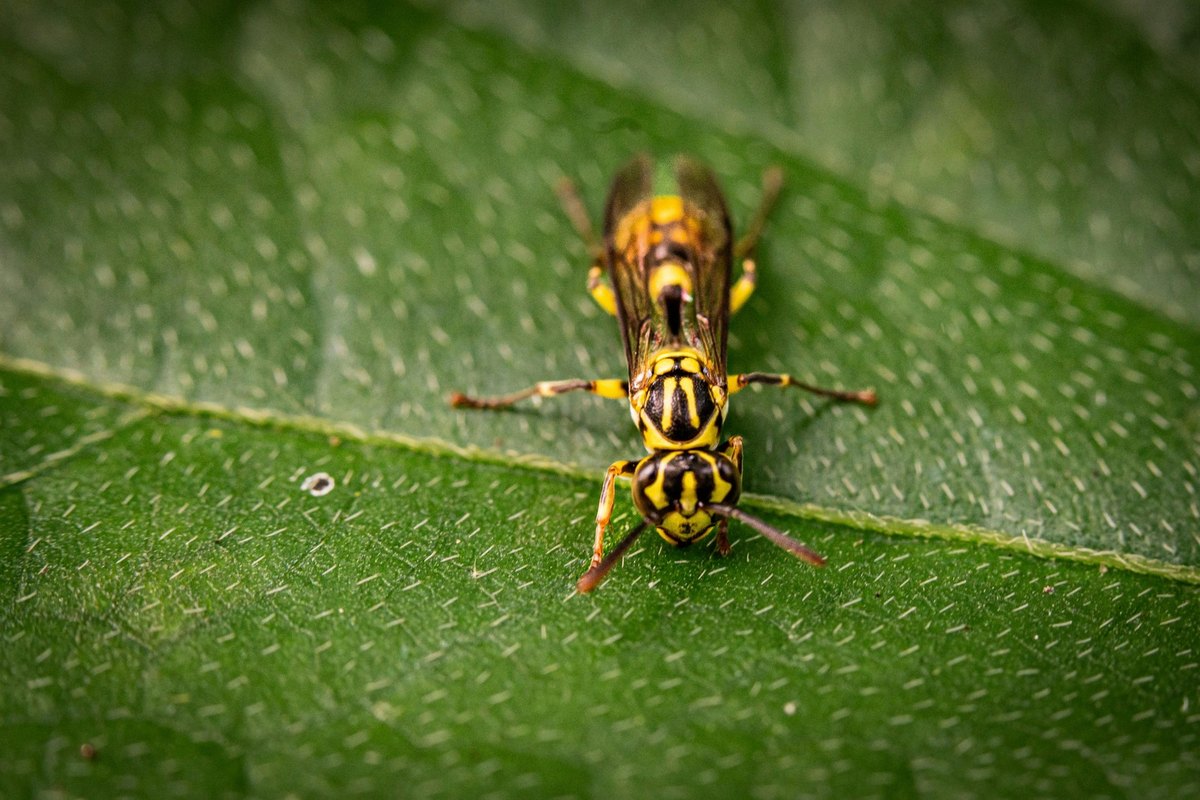 Mestská kultúra: Vývoj, fenomény a subkultúry