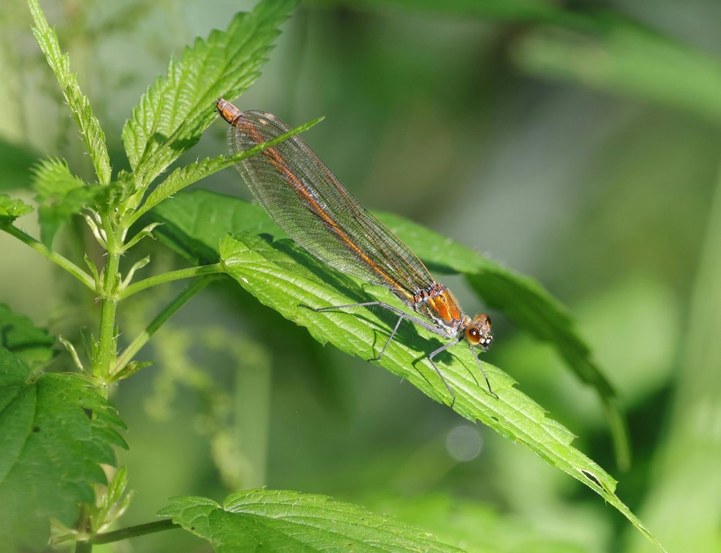 Etické otázky: Etické otázky využívania AI v riadení