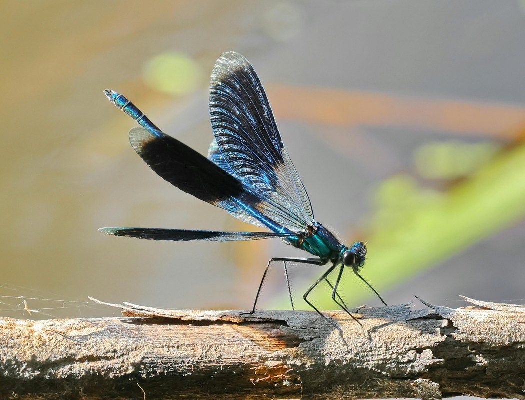 Bezpečné zdieľanie obrazovky: Minimalizácia rizika úniku dát z notifikácií a plochy