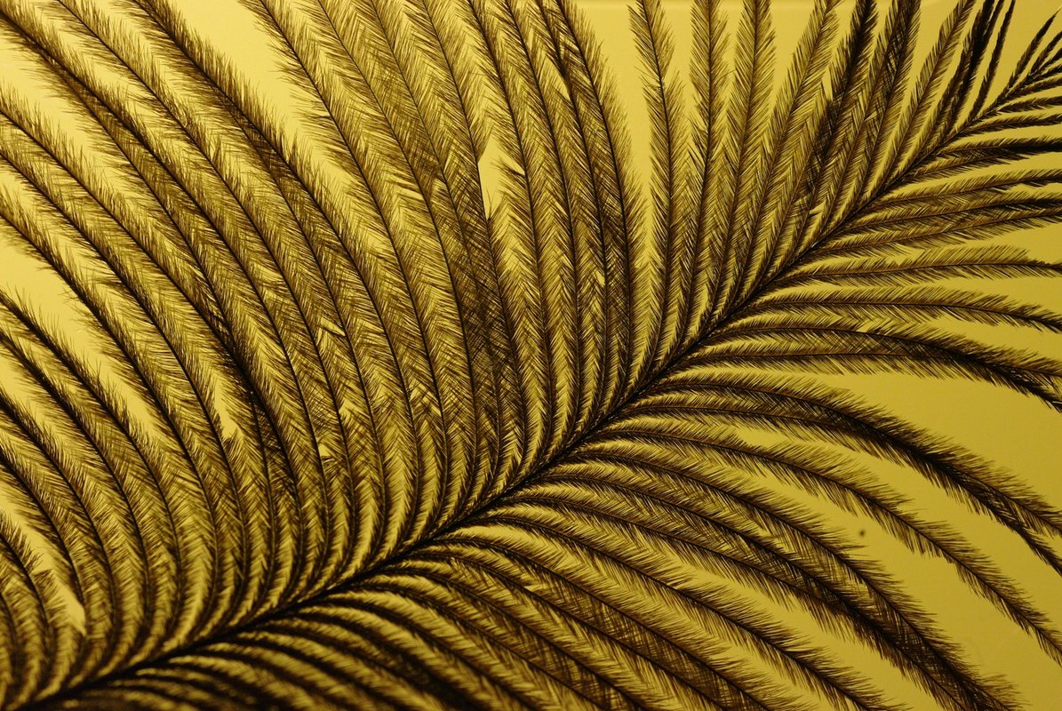 Diplomatické hodnosti a funkcie diplomatov