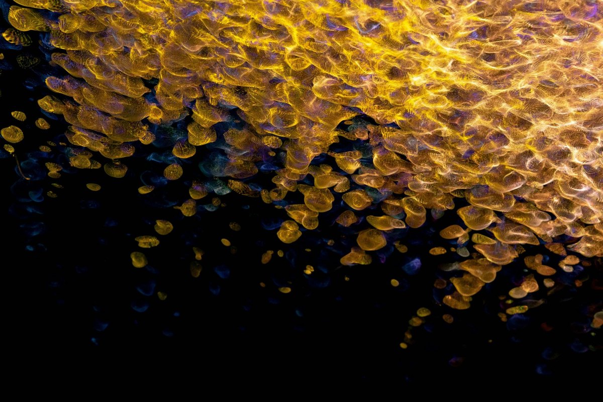 Porovnanie japonského a amerického manažmentu