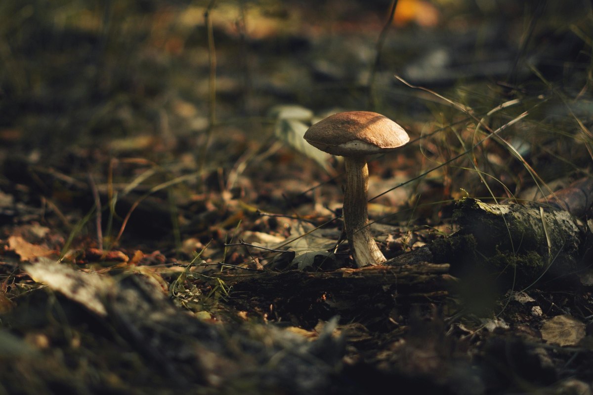 Získavanie ľudských zdrojov