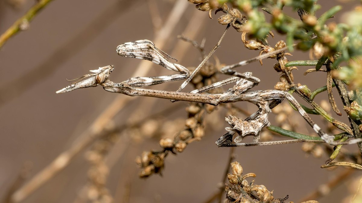 Predpísané kroky predletovej prehliadky