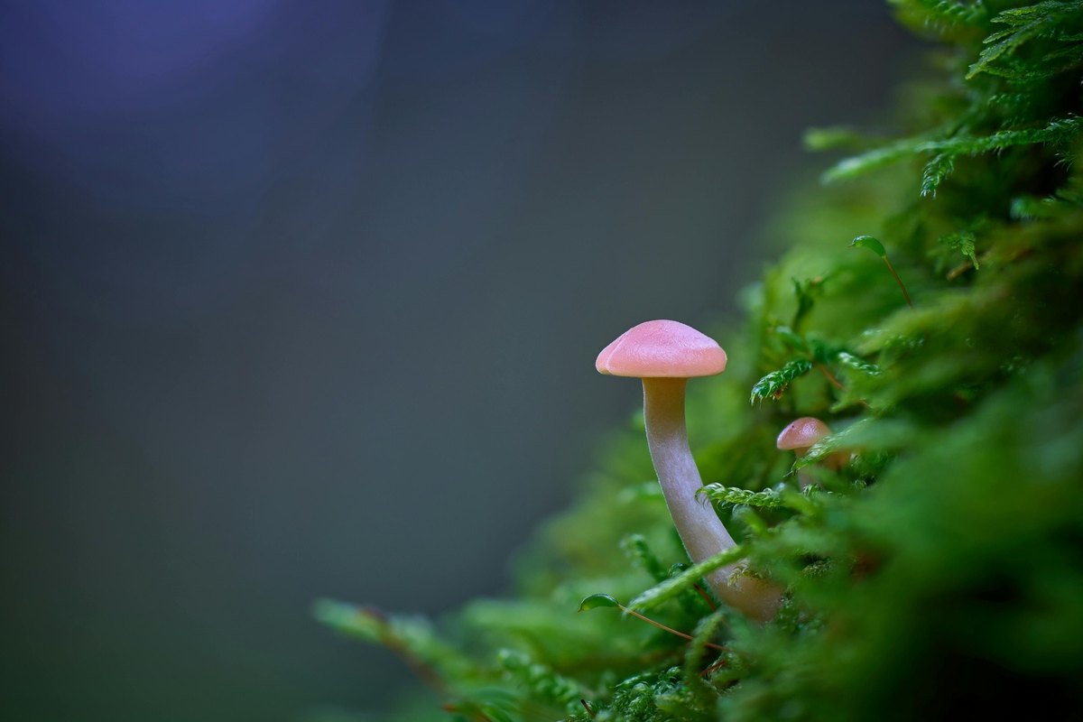 Hydroizolace základů: Ochrana proti vlhkosti a radonu
