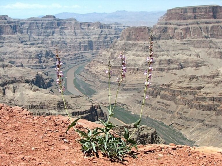 Údržba a renovace terasových prken: Prodloužení životnosti