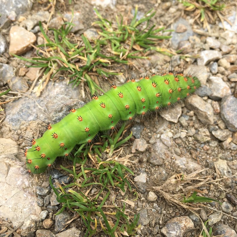 Vzdialené riadenie remote management