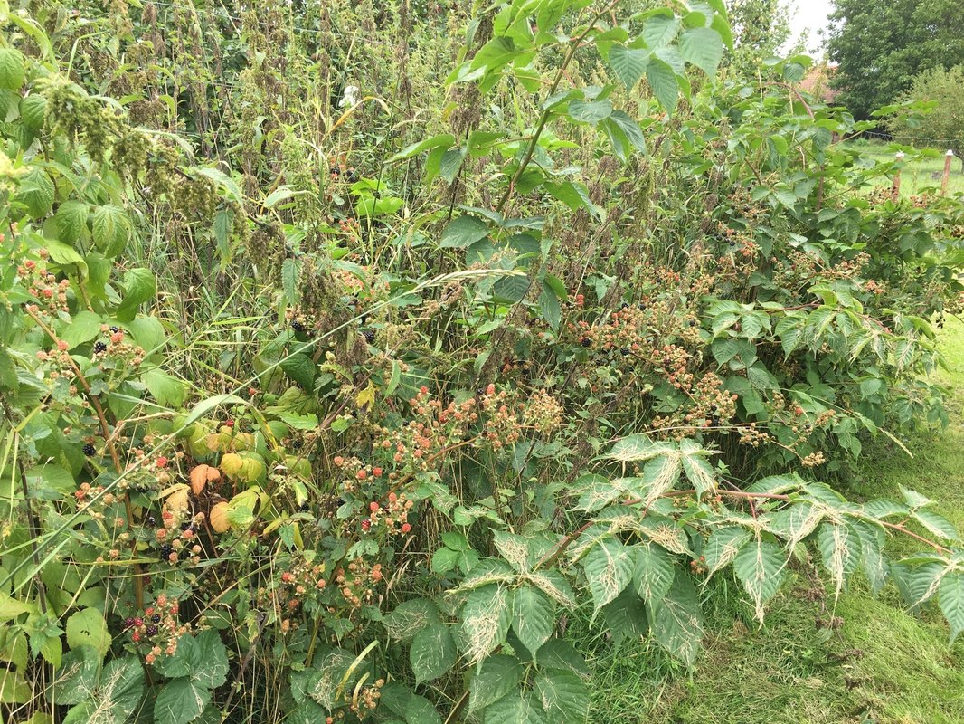 Antioxidanty a ich úloha v ochrane buniek