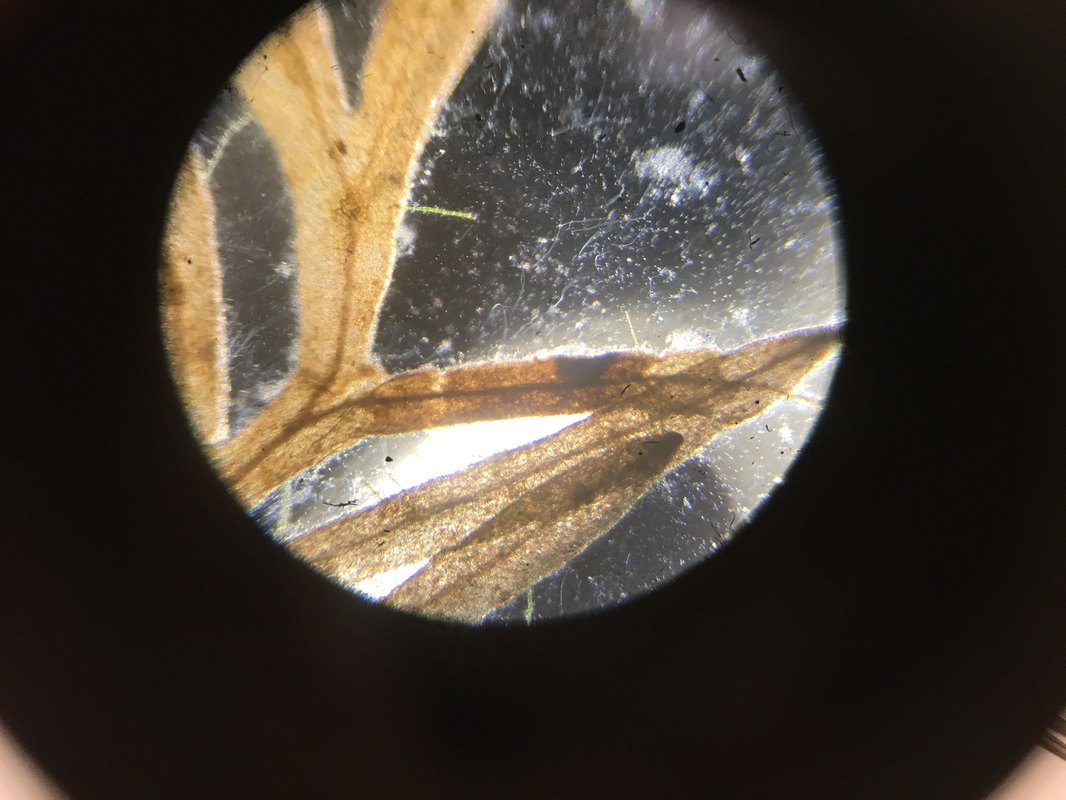 Programmatic answer-first