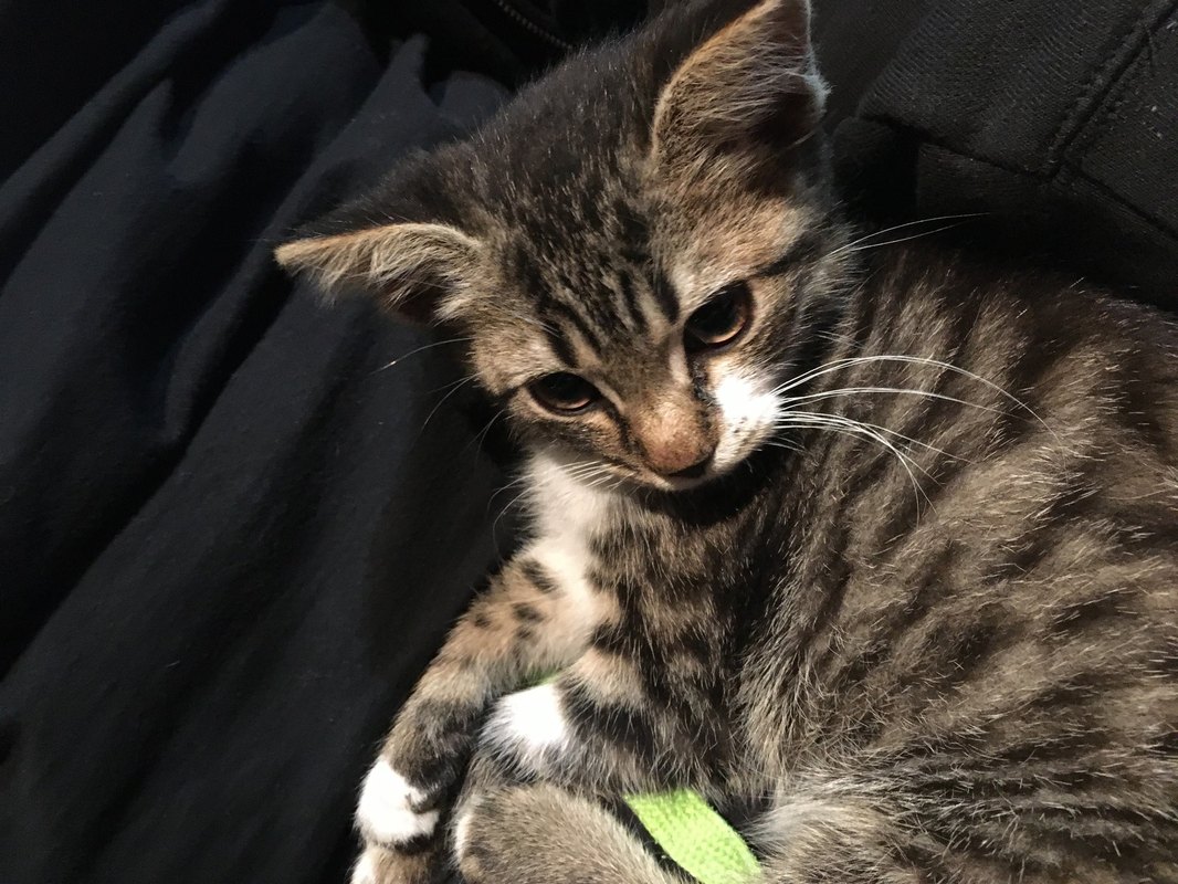 Niche newsletter: skrytý kanál akvizície