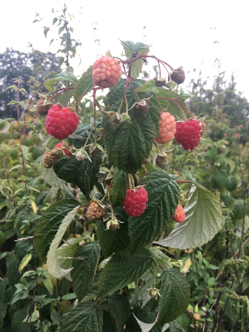 Materiály v stavebníctve: drevo, konope, recyklované agregáty