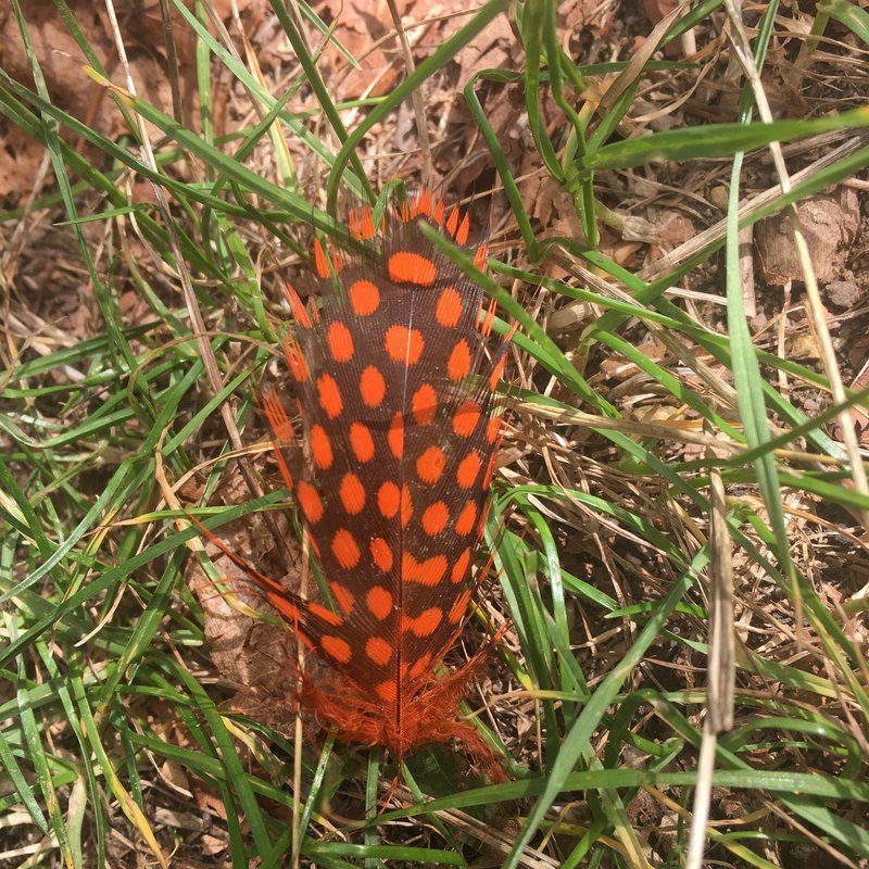Mikroinvertory vs. stringové meniče: výhody a nevýhody.