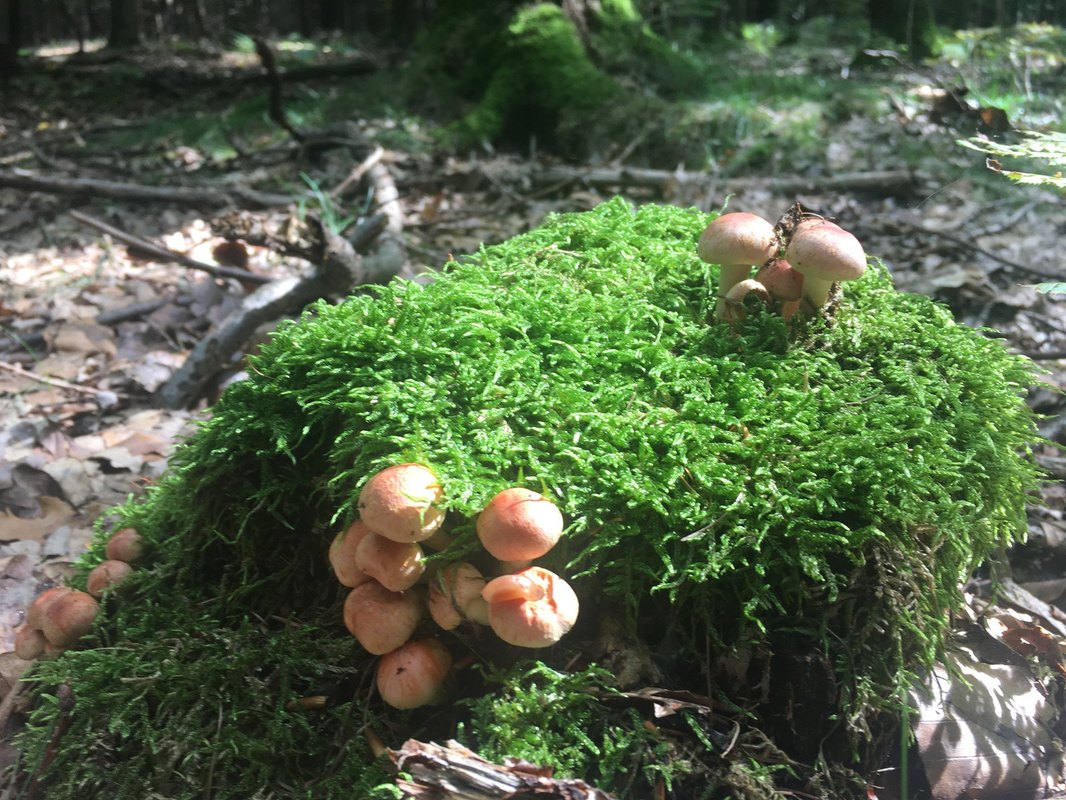 Mikro-kredity a certifikáty: ktoré z nich majú skutočnú váhu u zamestnávateľa