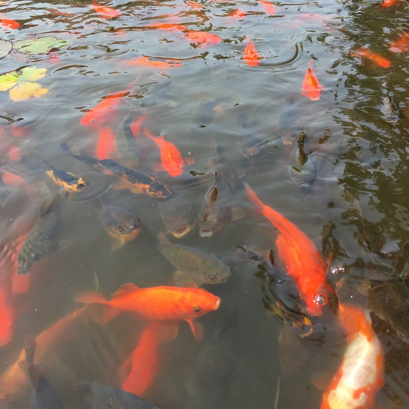 Blockchain a nové modely platobných sietí: Decentralizácia