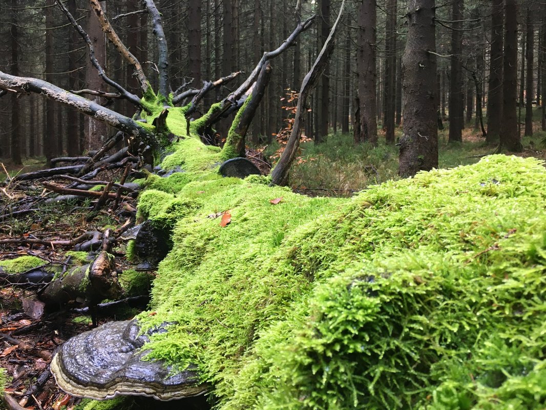 Dotyk, tlak a hmatové vnímanie: Mechanoreceptory a somatosenzorický systém