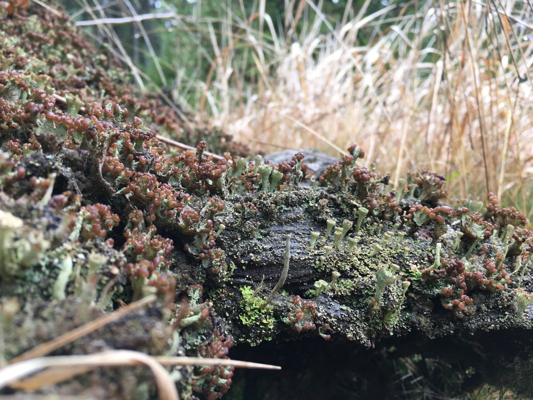 PaaS (Platform as a Service)