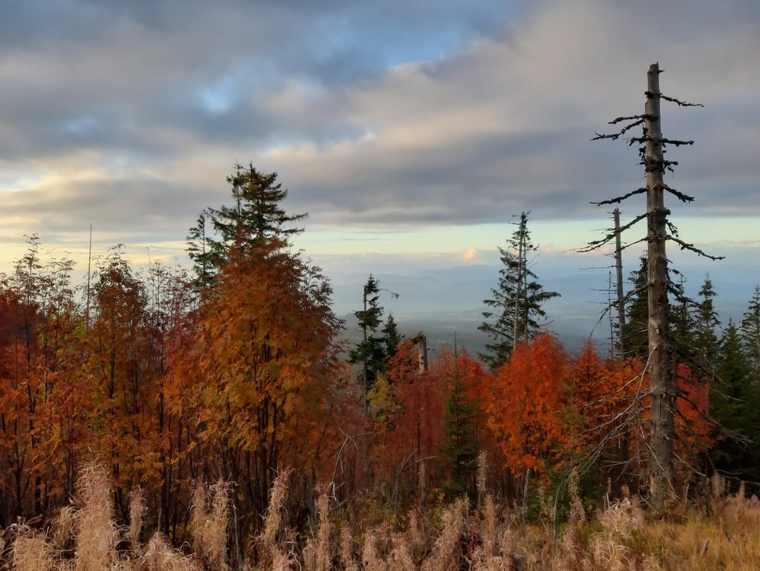 Rozpoznávanie reči
