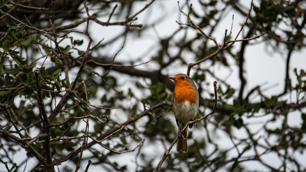 Digitálna kultúra: Vplyv technológií na umenie a spoločnosť