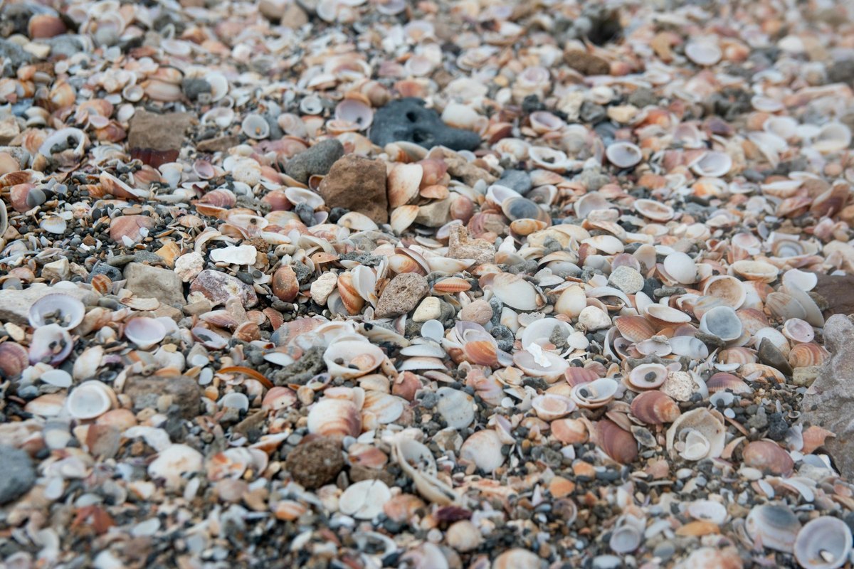Vedecké dôkazy o prínosoch pre srdce: Kardioprotektívne účinky