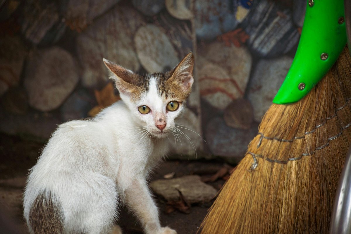 Expresionizmus, symbolizmus a poetizmus: Avantgardné smery v medzivojnovej lyrike