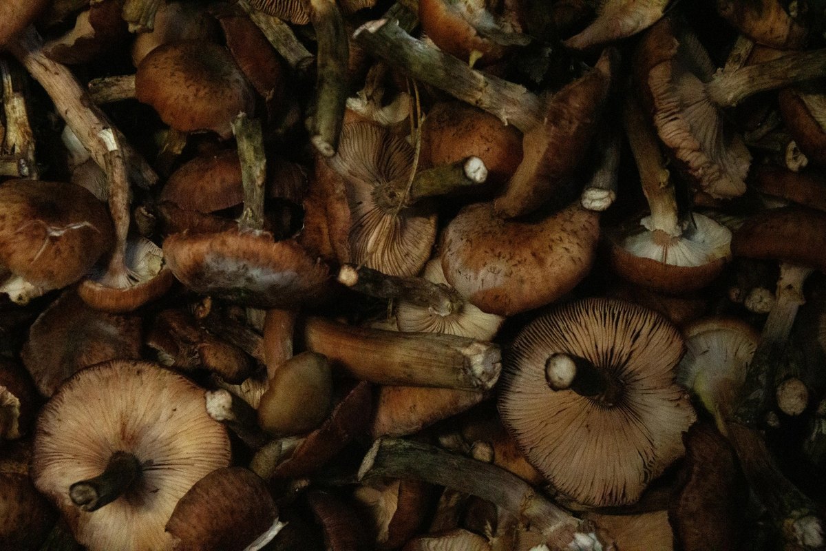 Moderní španielski a talianski autori 20. storočia