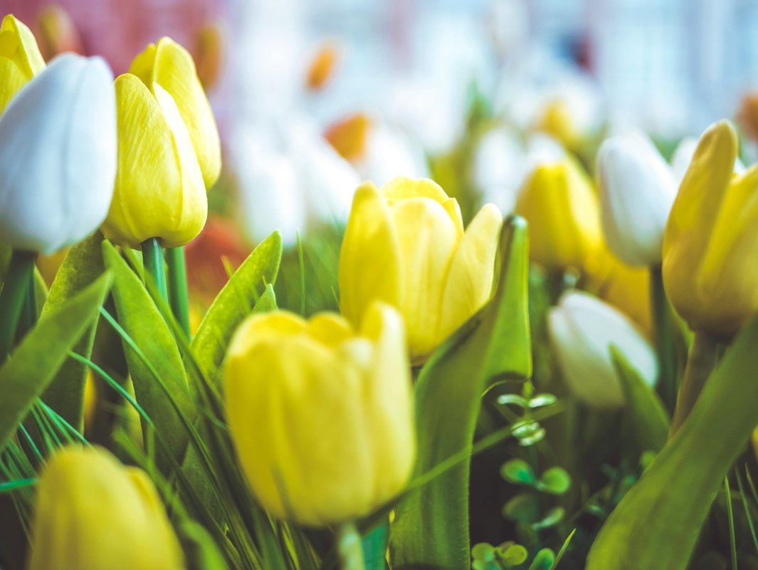 Zelené strechy a fasády