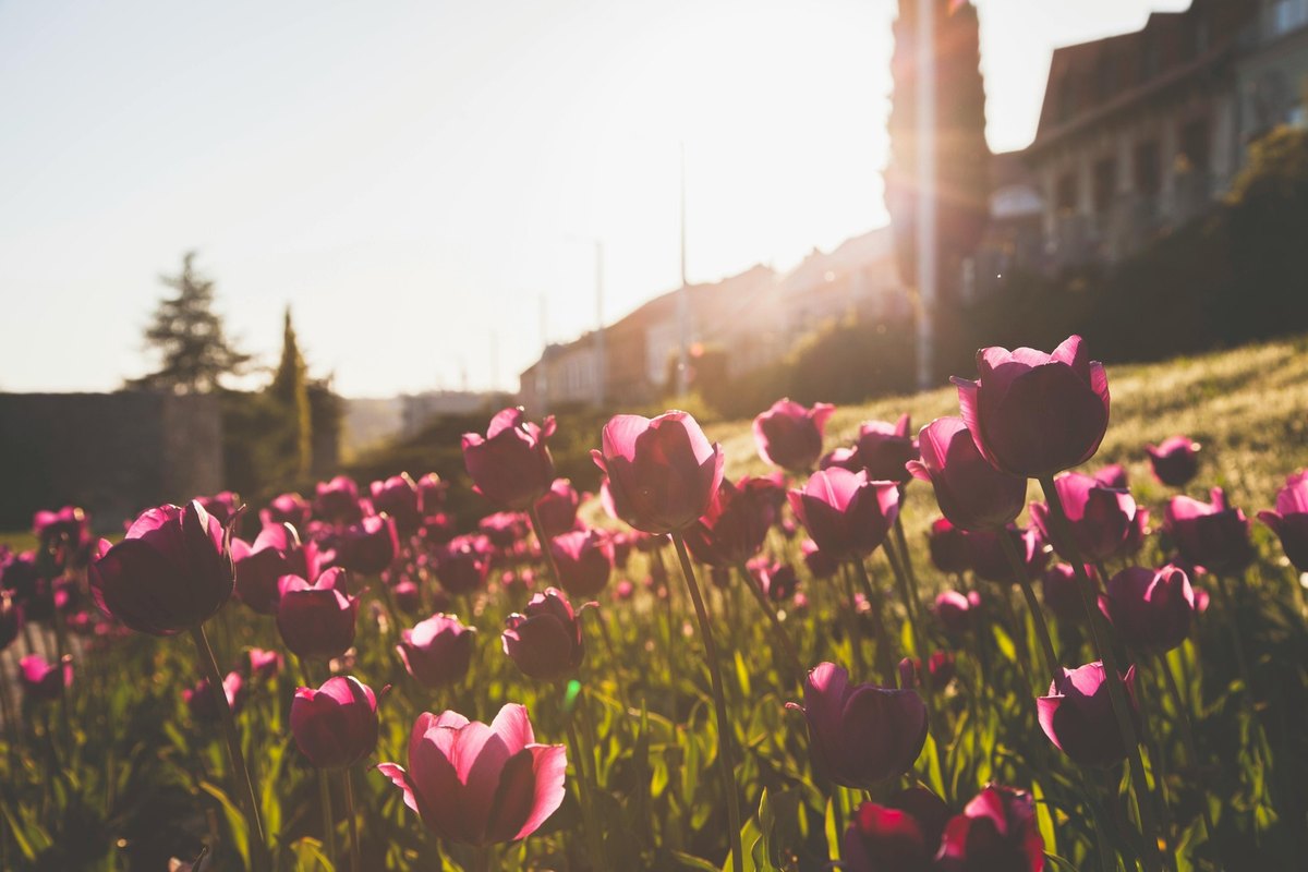 Experimenty s optimálnym poradím sekcií na stránke