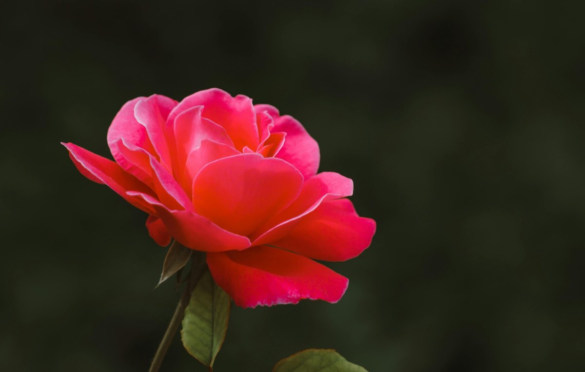 Riadenie znalostí a interné know-how