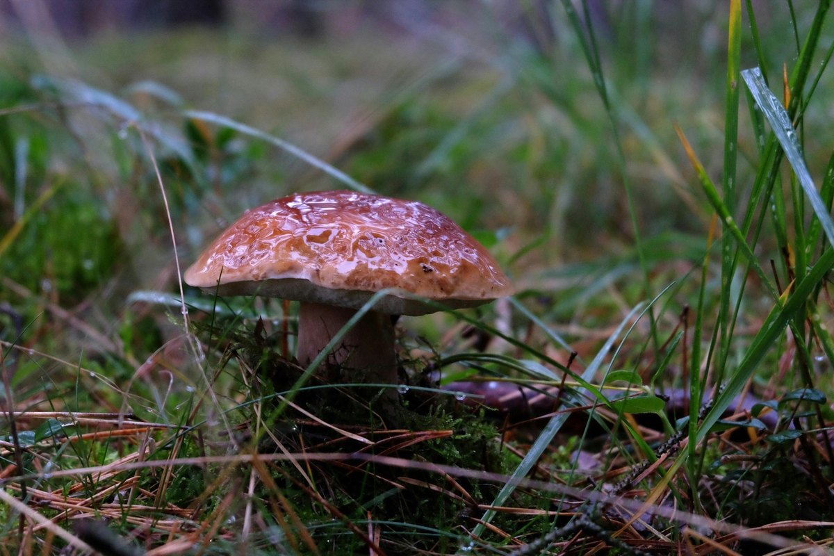 Českem hýbe trend venkovních kuchyní. PLANEO zaznamenává nárůst v prodeji kuchyňského vybavení