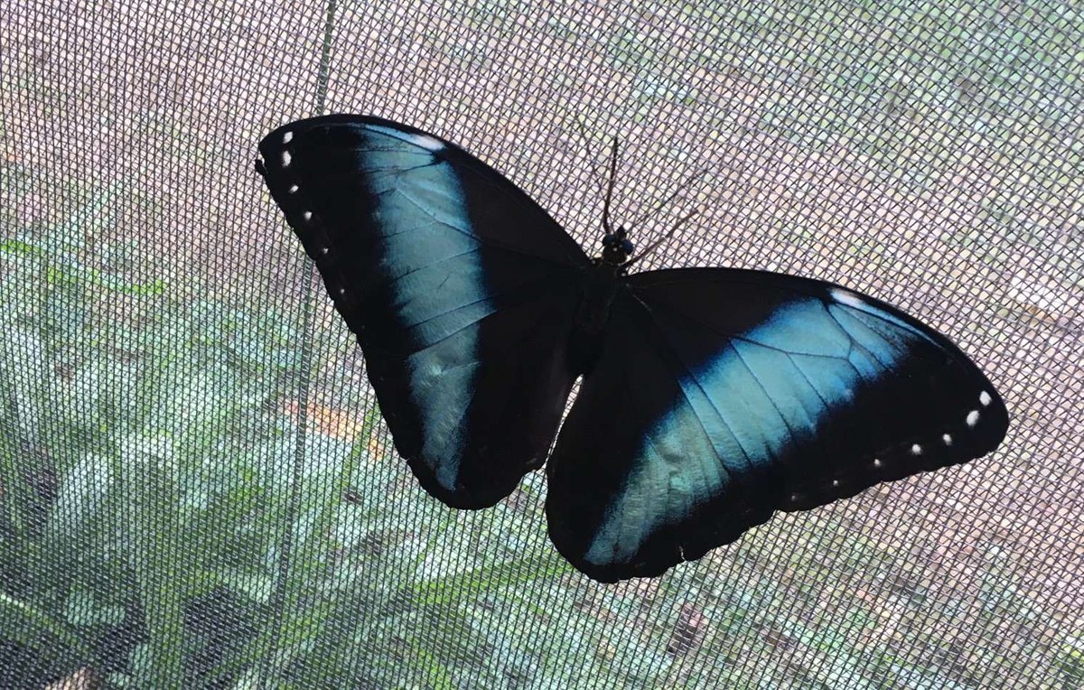 SWOT pre reštauráciu